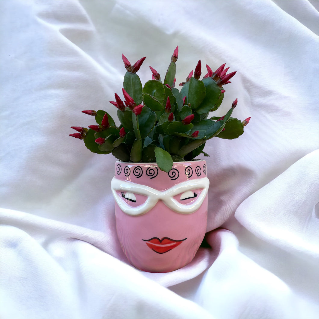 Flo Fab Pot with Christmas Cactus Included