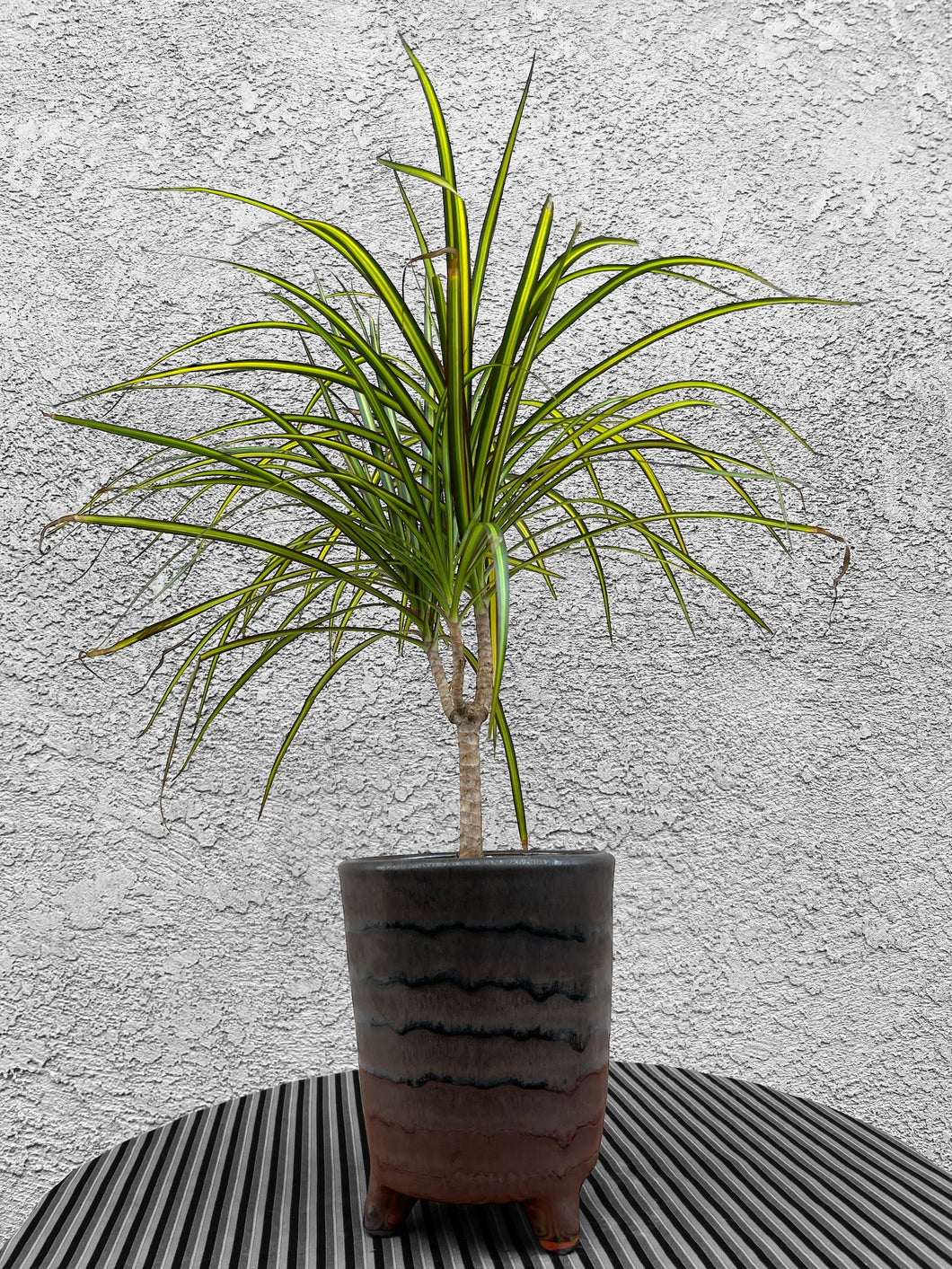Rohini Pot with Houseplant Included